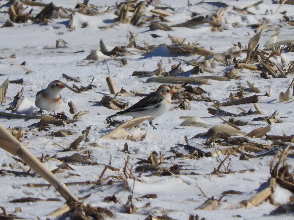 Snow Bunting - ML615069035