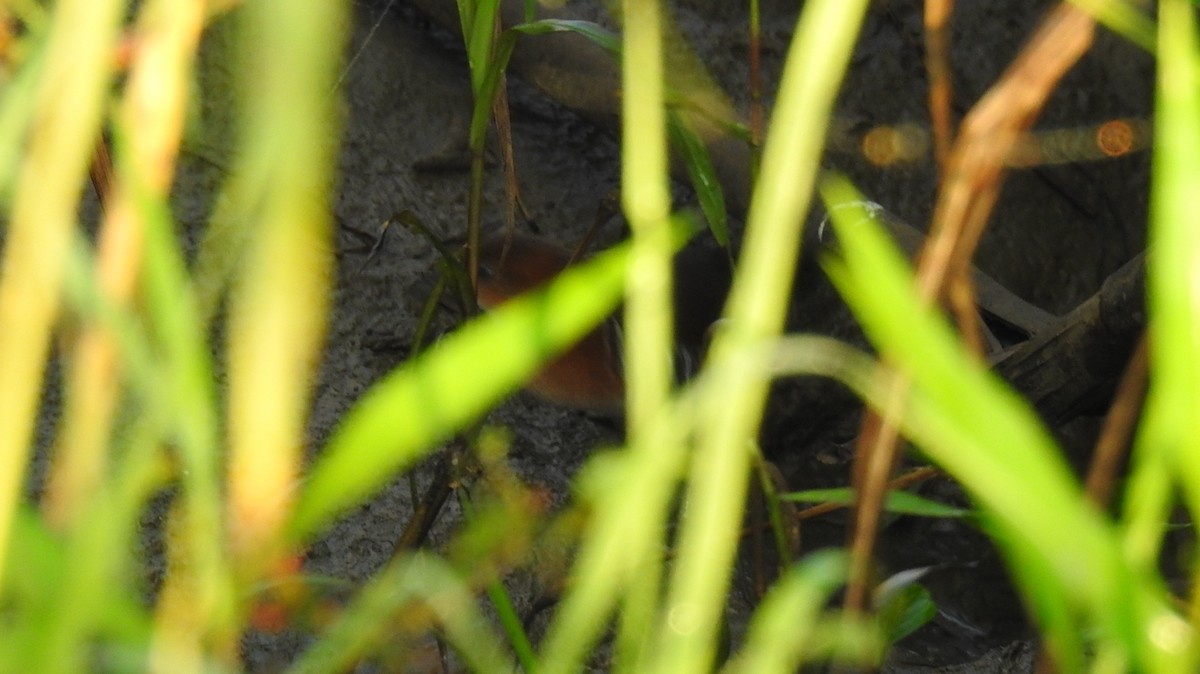 White-throated Crake - ML615069101