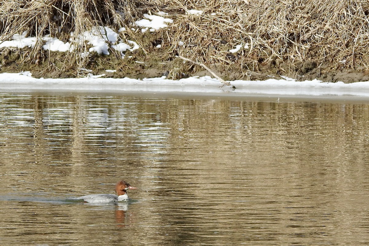 Common Merganser - ML615069124