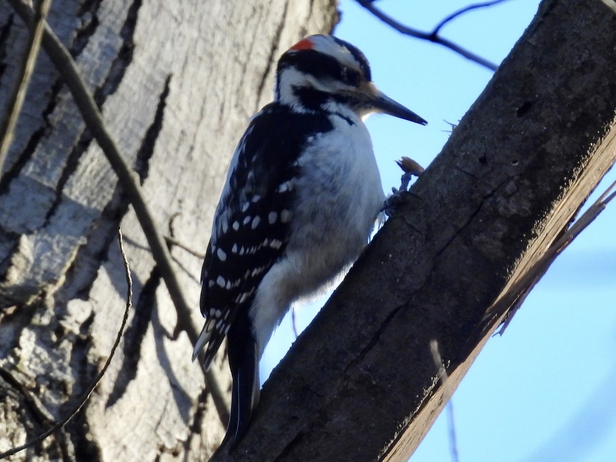 Hairy Woodpecker - Stan Arnold