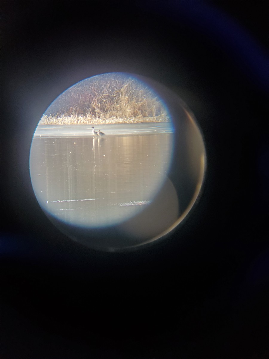 Northern Pintail - ML615069143