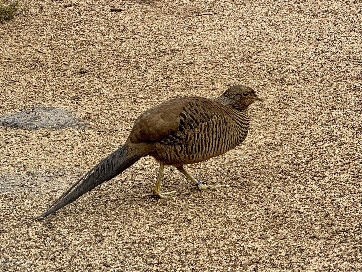 Golden Pheasant (Domestic type) - ML615069166