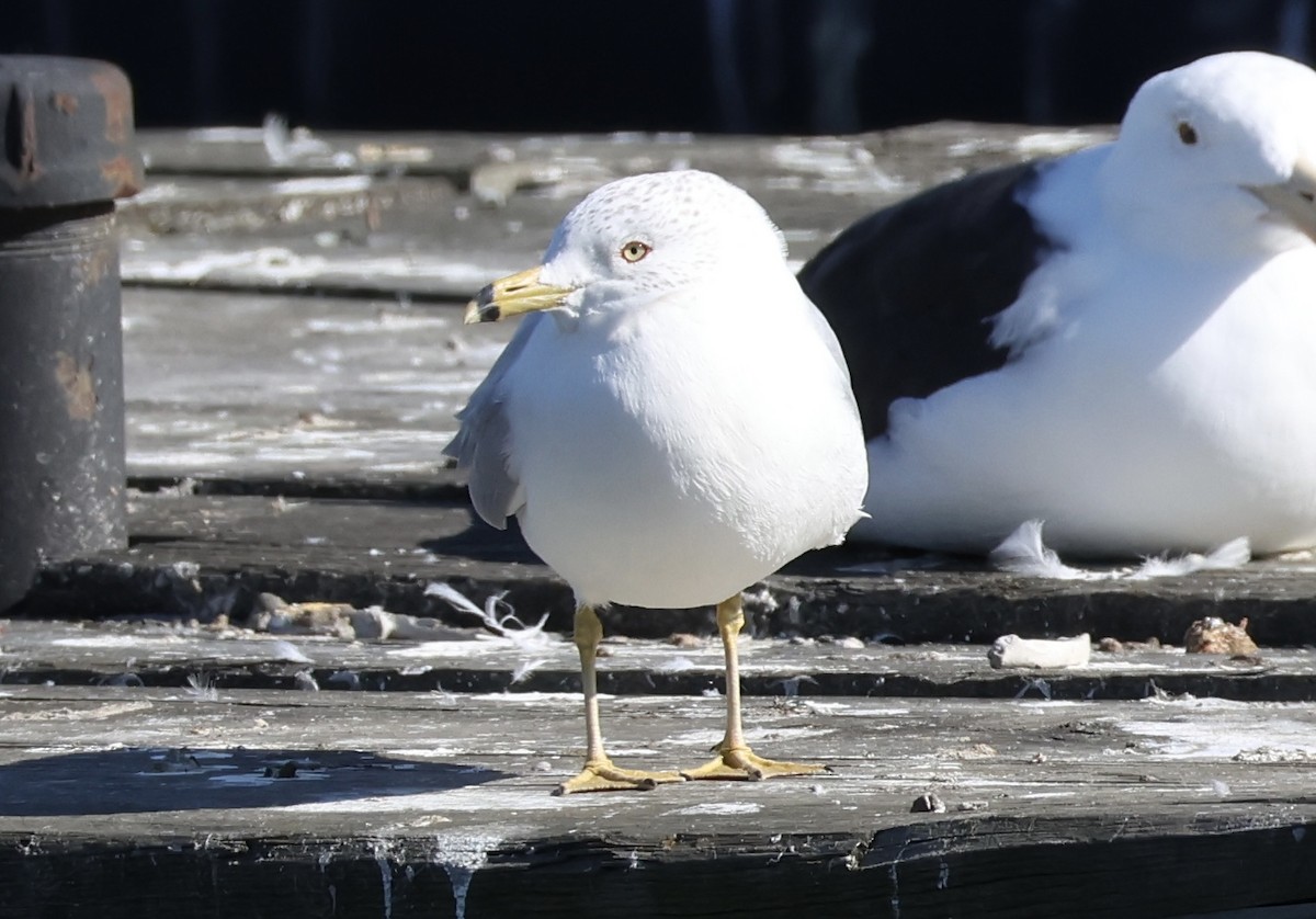 Ring-billed Gull - Rand Quinn