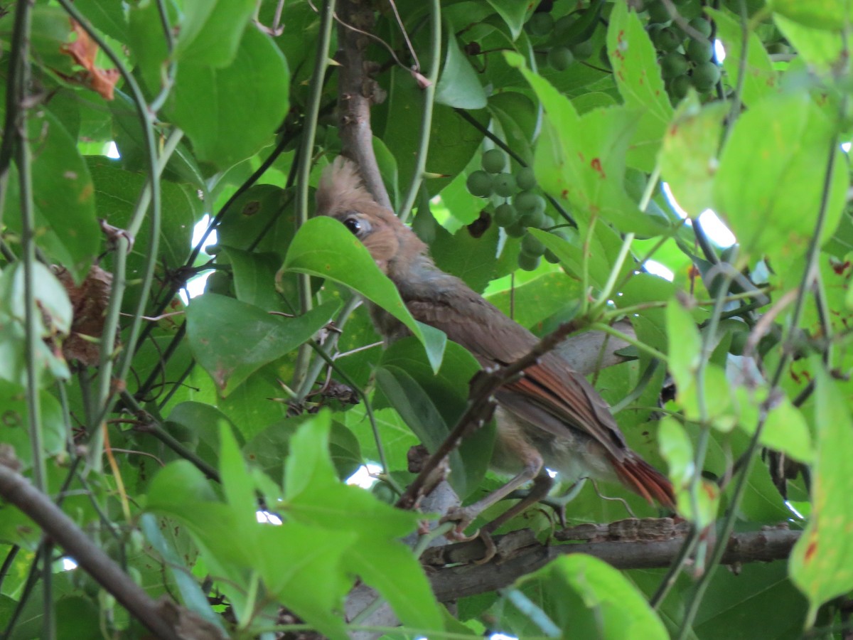 Northern Cardinal - ML615069219