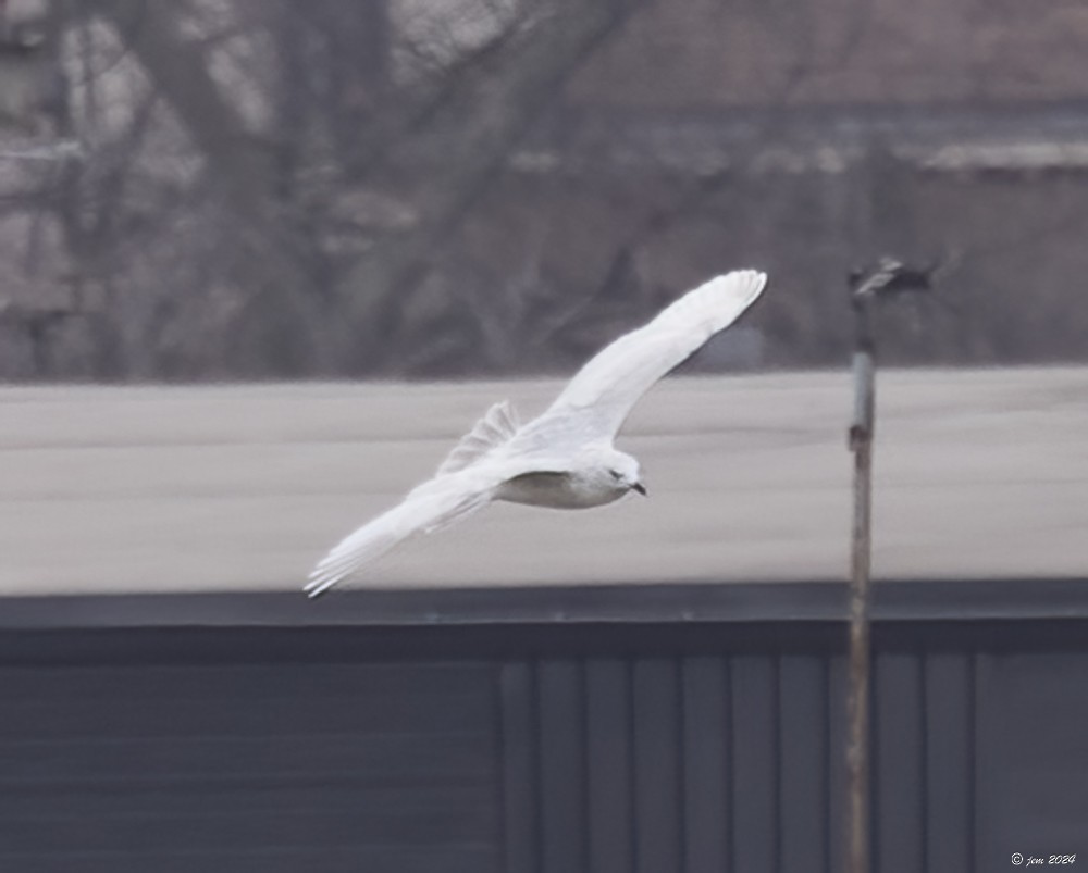 Iceland Gull - ML615069270