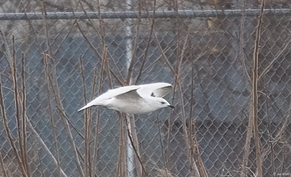 Iceland Gull - ML615069272