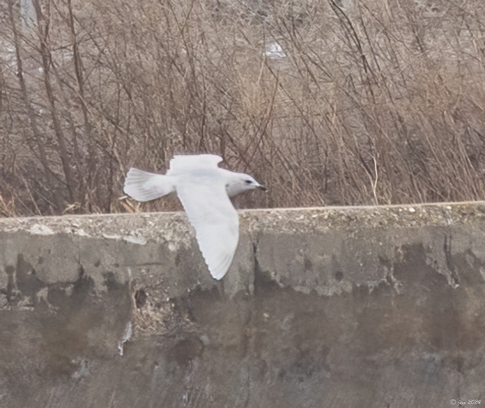 Iceland Gull - ML615069274