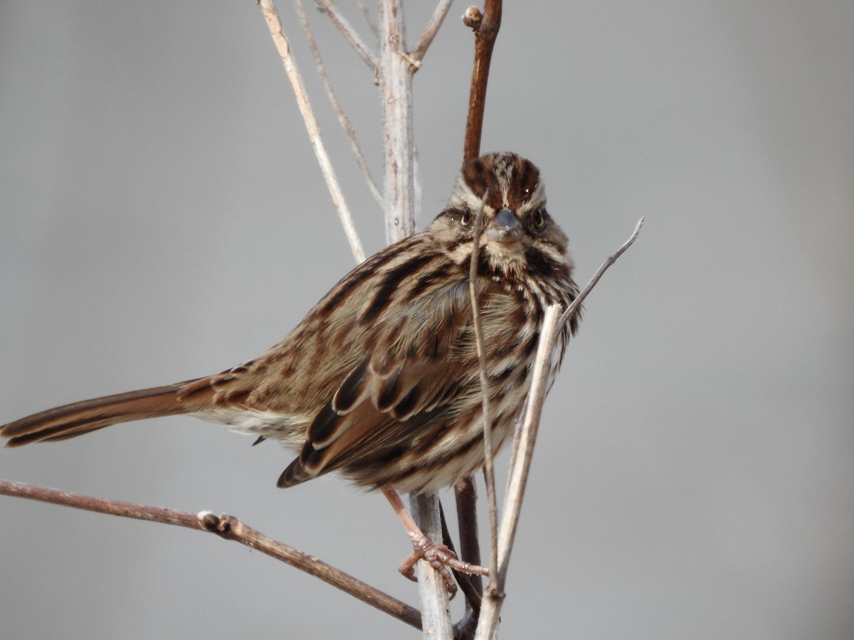 Song Sparrow - ML615069281