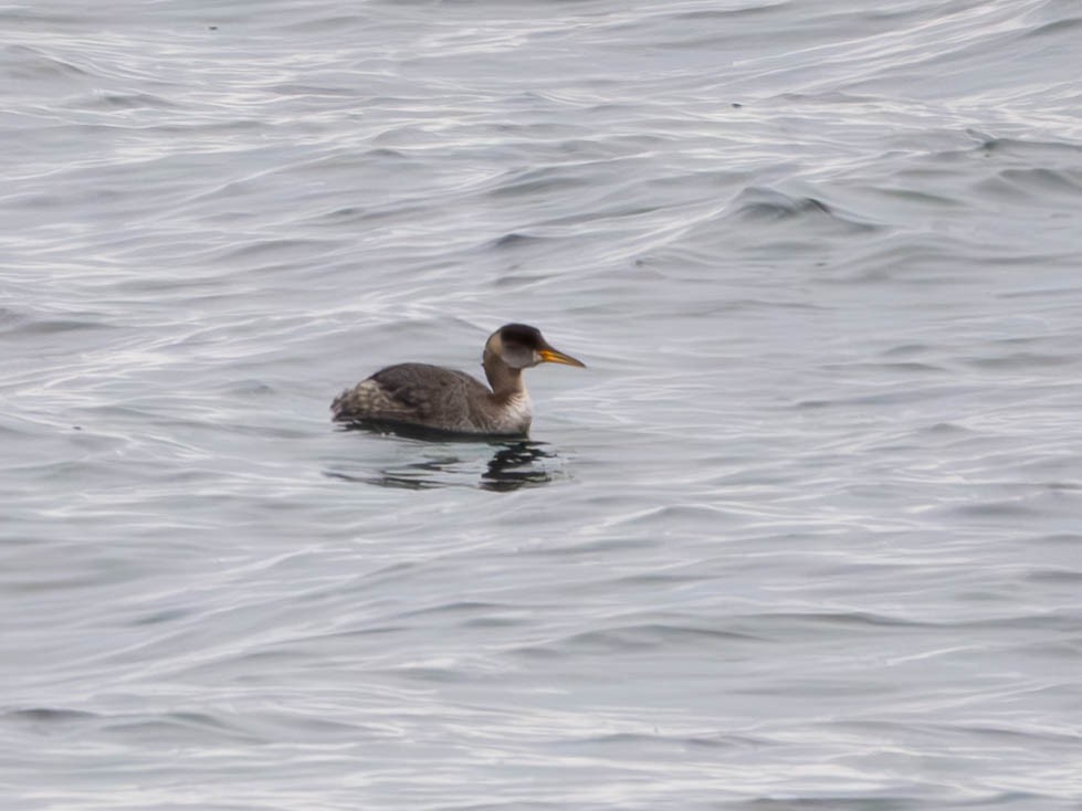 Red-necked Grebe - ML615069321