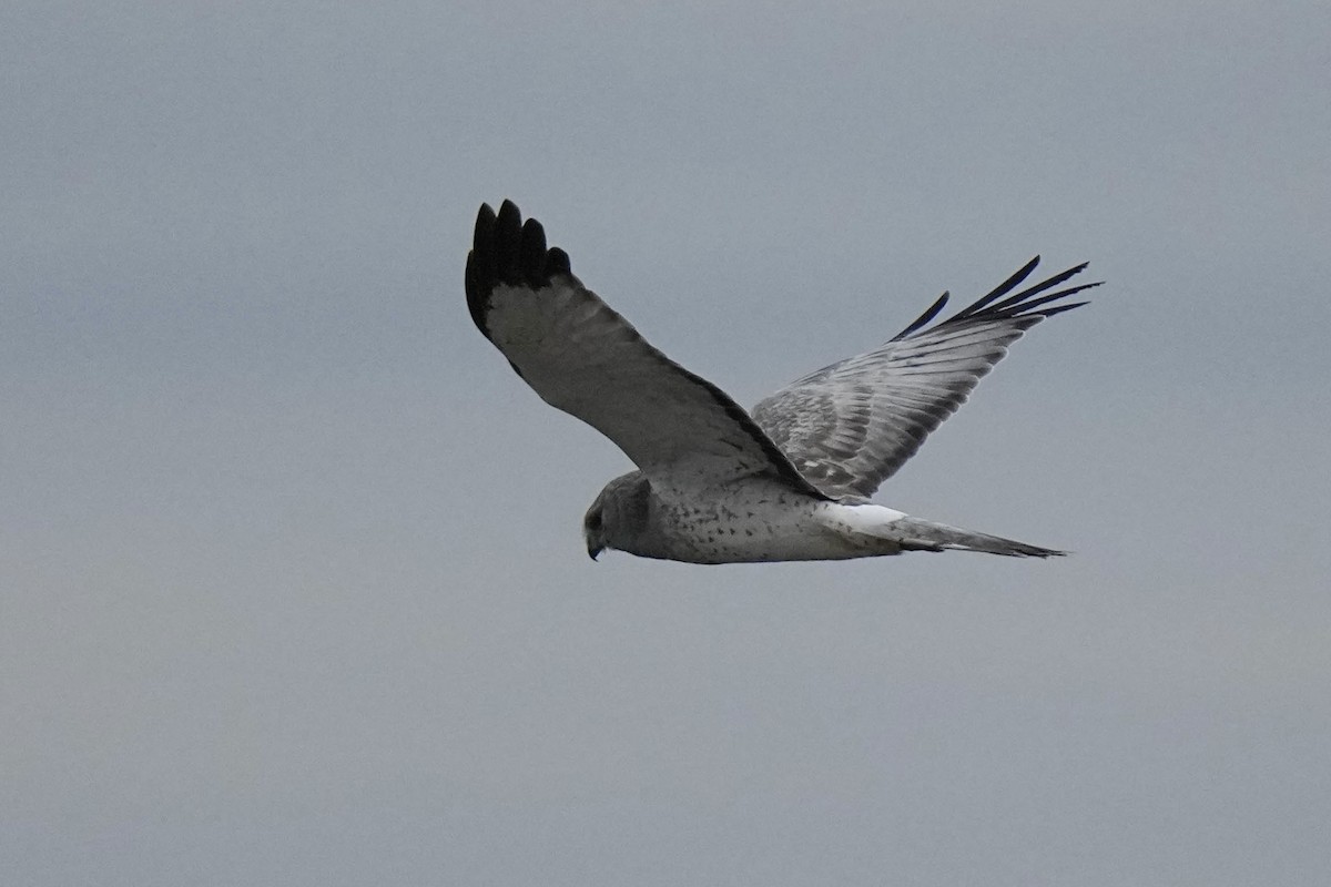 Northern Harrier - Sabine Jessen