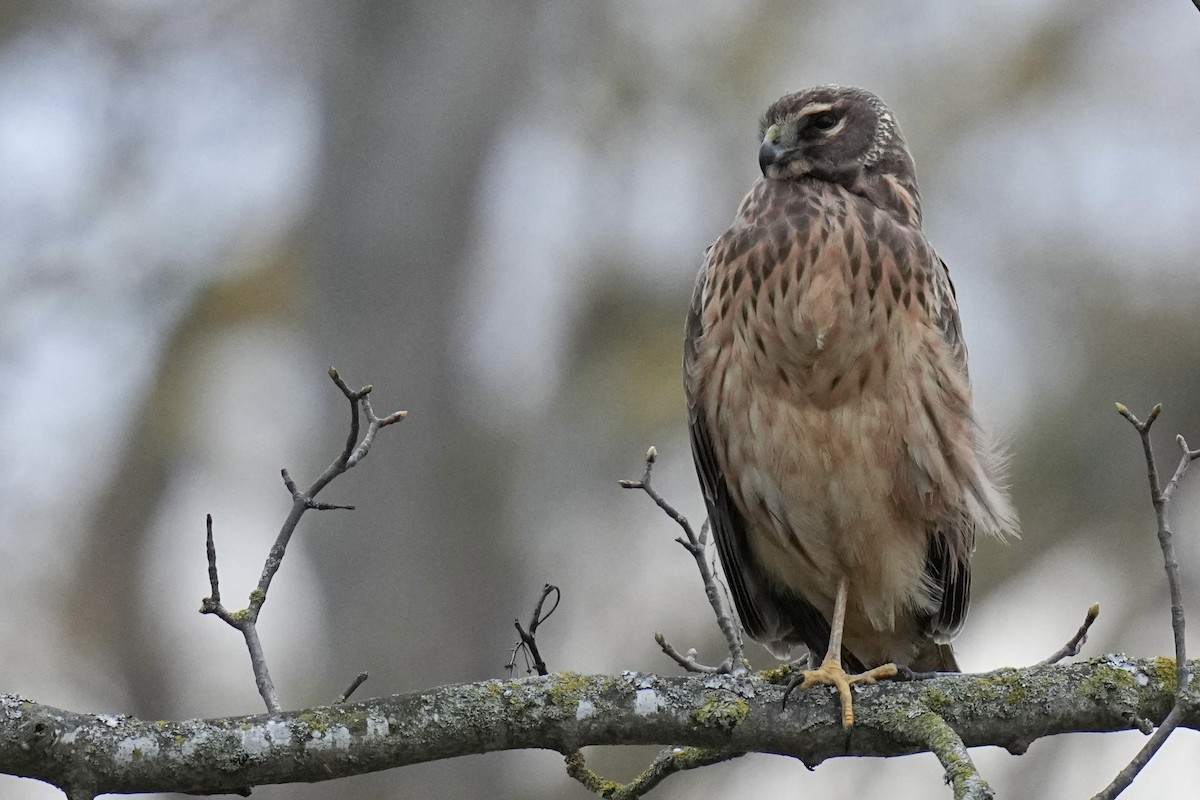 Northern Harrier - ML615069338