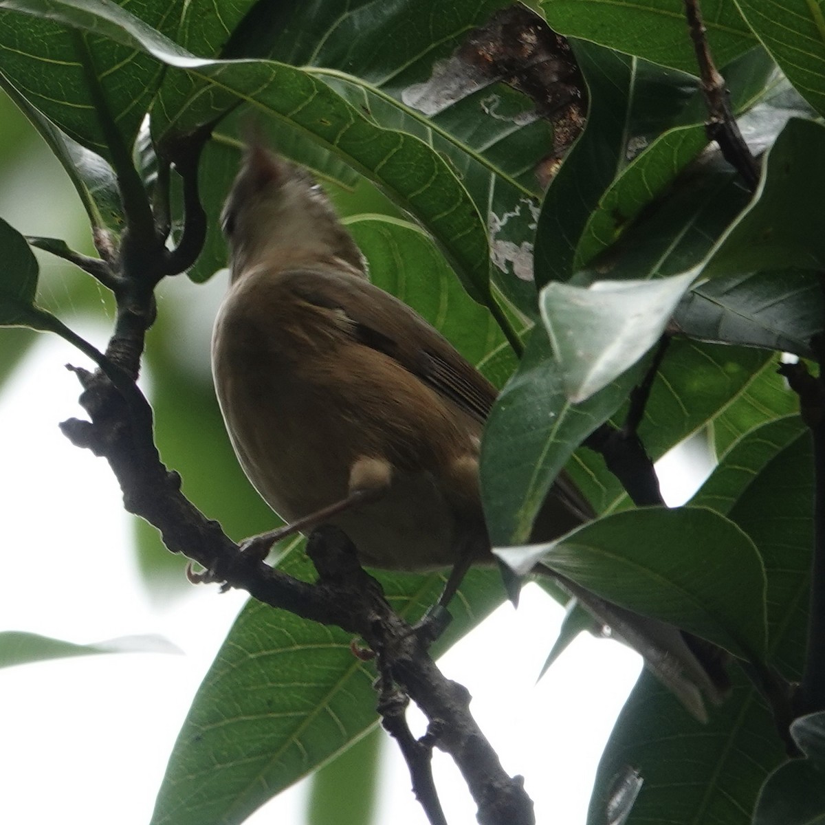 Rufous Shrikethrush - ML615069339