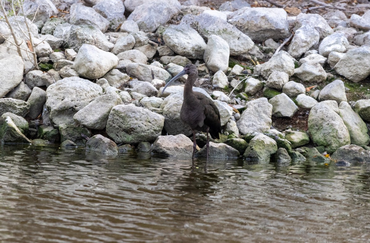 White-faced Ibis - Shorty Veliz