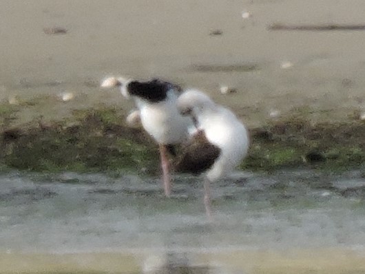 Pied Stilt - ML615069543