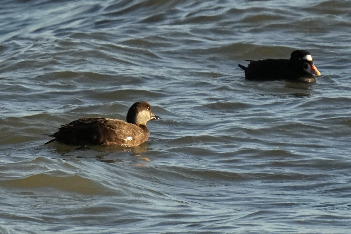 Black Scoter - Sabine Jessen