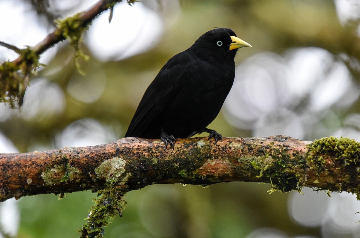 Cacique Lomiescarlata (uropygialis) - ML615069597