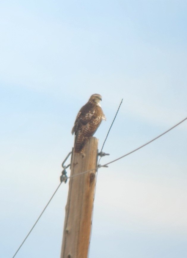 Red-tailed Hawk (Harlan's) - ML615069641