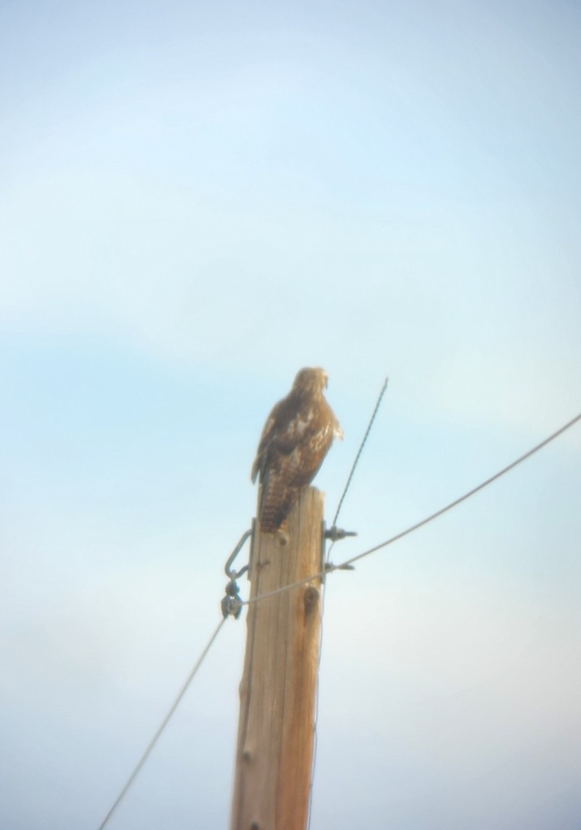 Red-tailed Hawk (Harlan's) - ML615069643
