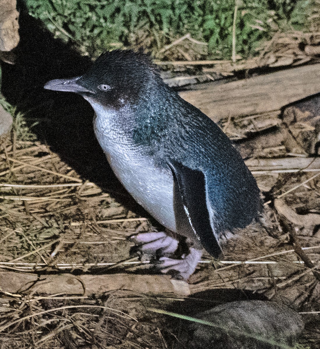 Little Penguin - ML615069679