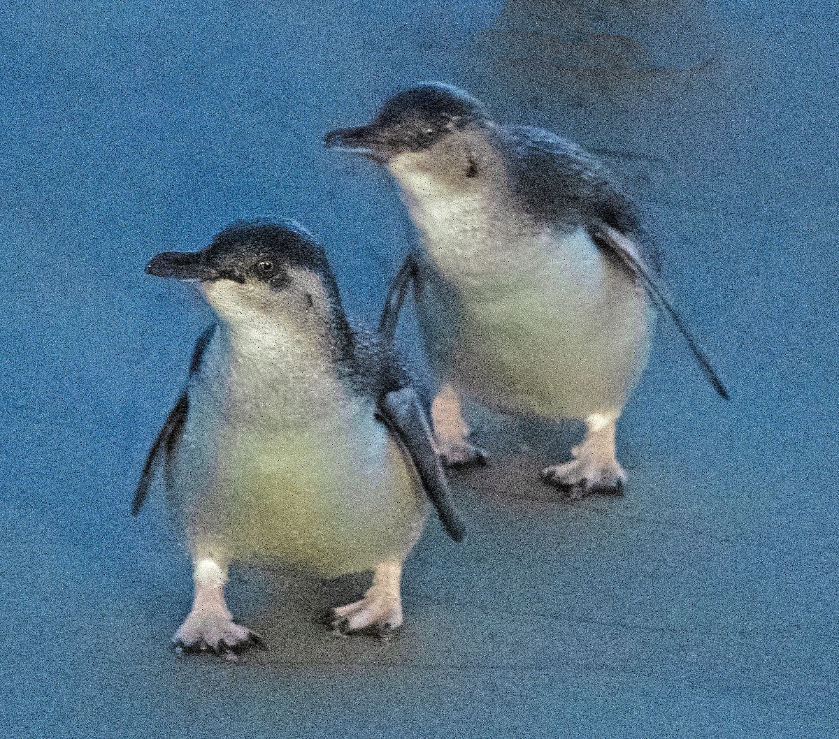 Pingüino Enano - ML615069682