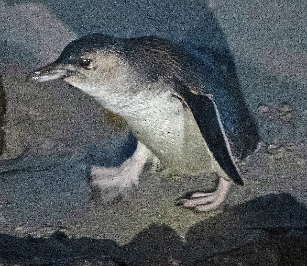 Pingüino Enano - ML615069683
