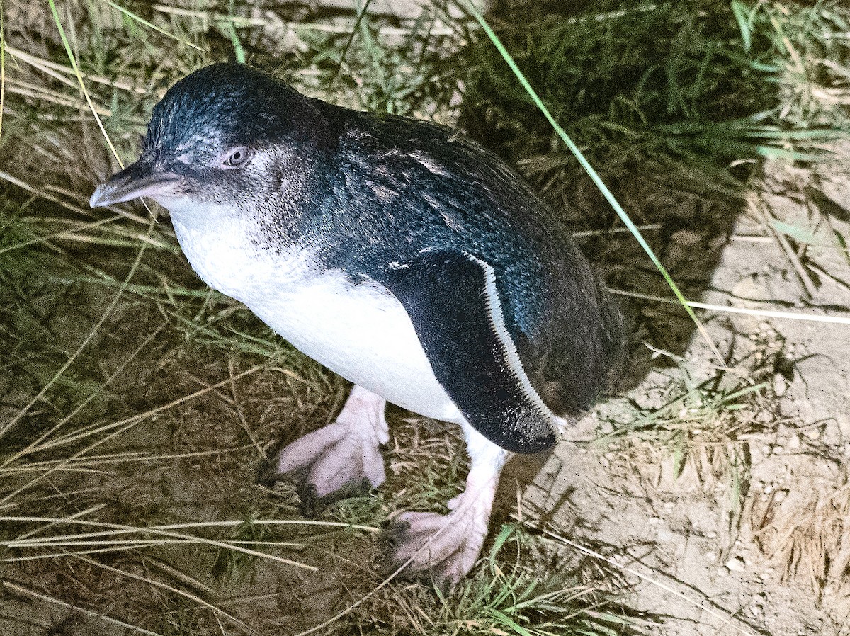 Pingüino Enano - ML615069684