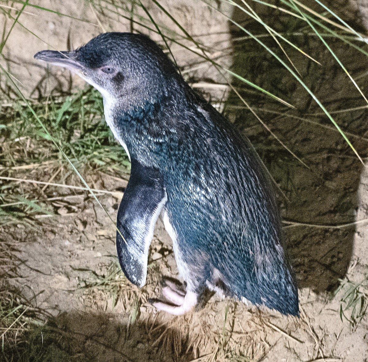 Малый пингвин - ML615069685