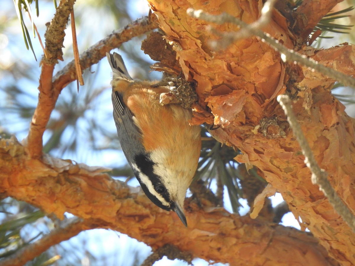 Red-breasted Nuthatch - ML615069732