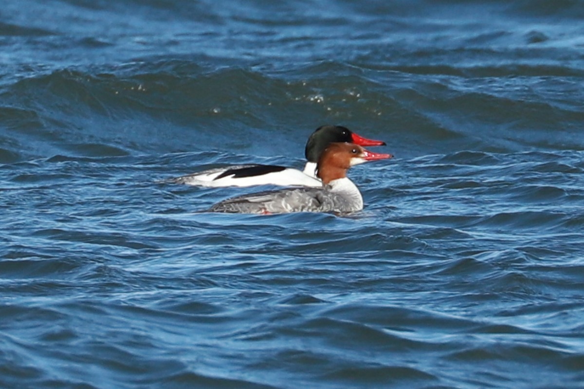 Common Merganser - ML615069748