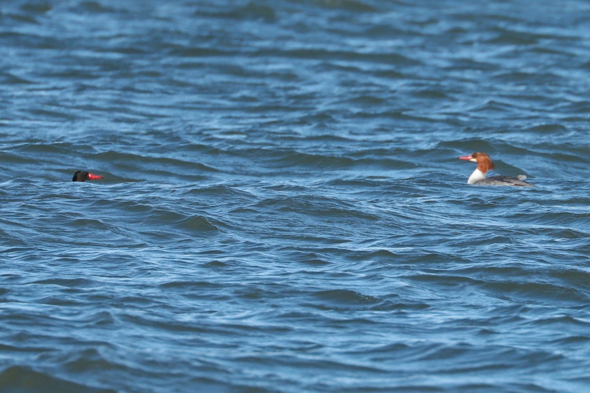 Common Merganser - ML615069749