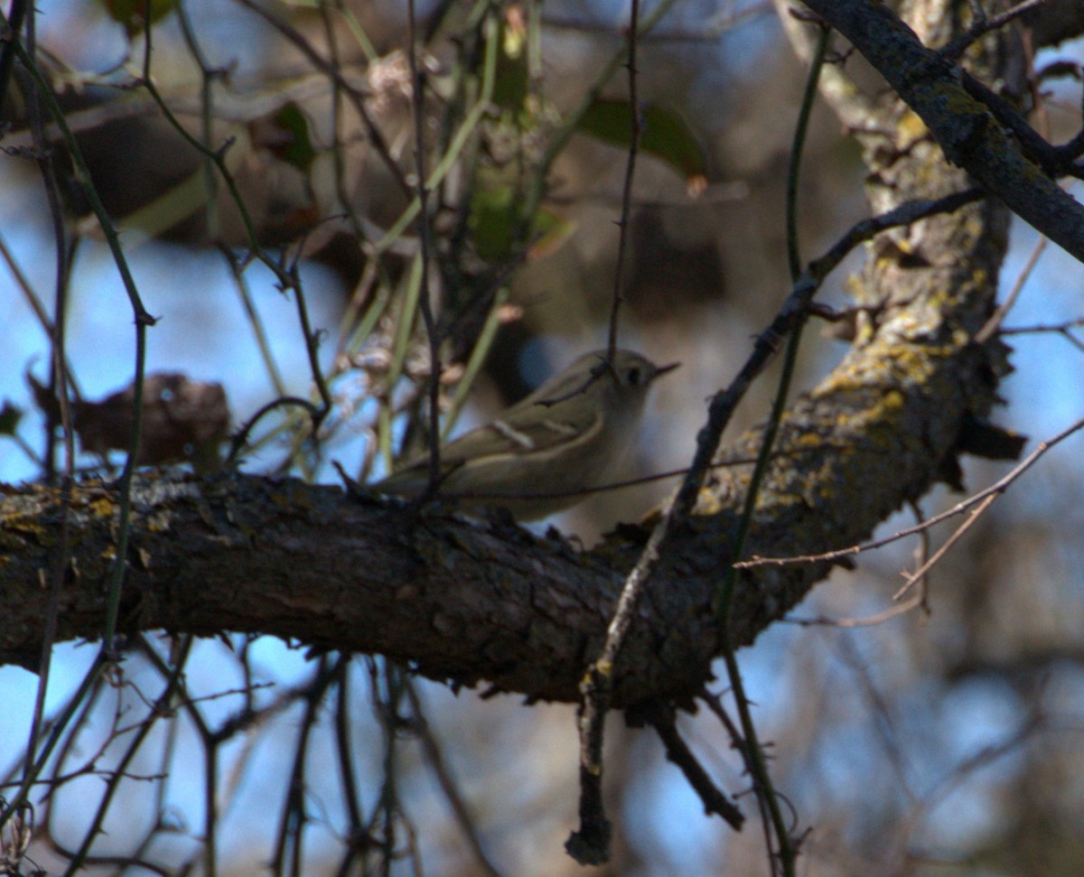 Ruby-crowned Kinglet - ML615069806