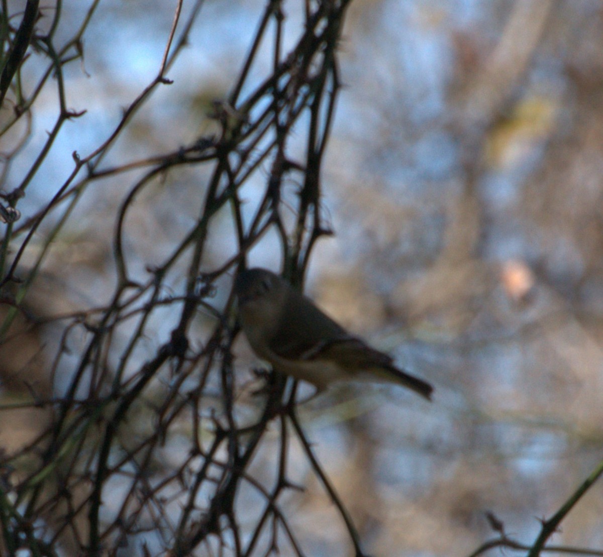 Ruby-crowned Kinglet - ML615069809