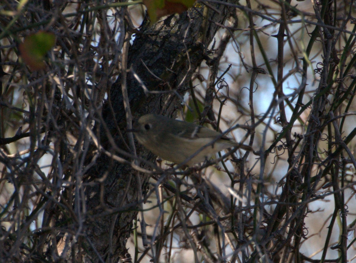 Ruby-crowned Kinglet - ML615069811