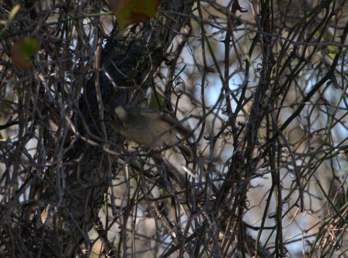 Ruby-crowned Kinglet - ML615069812