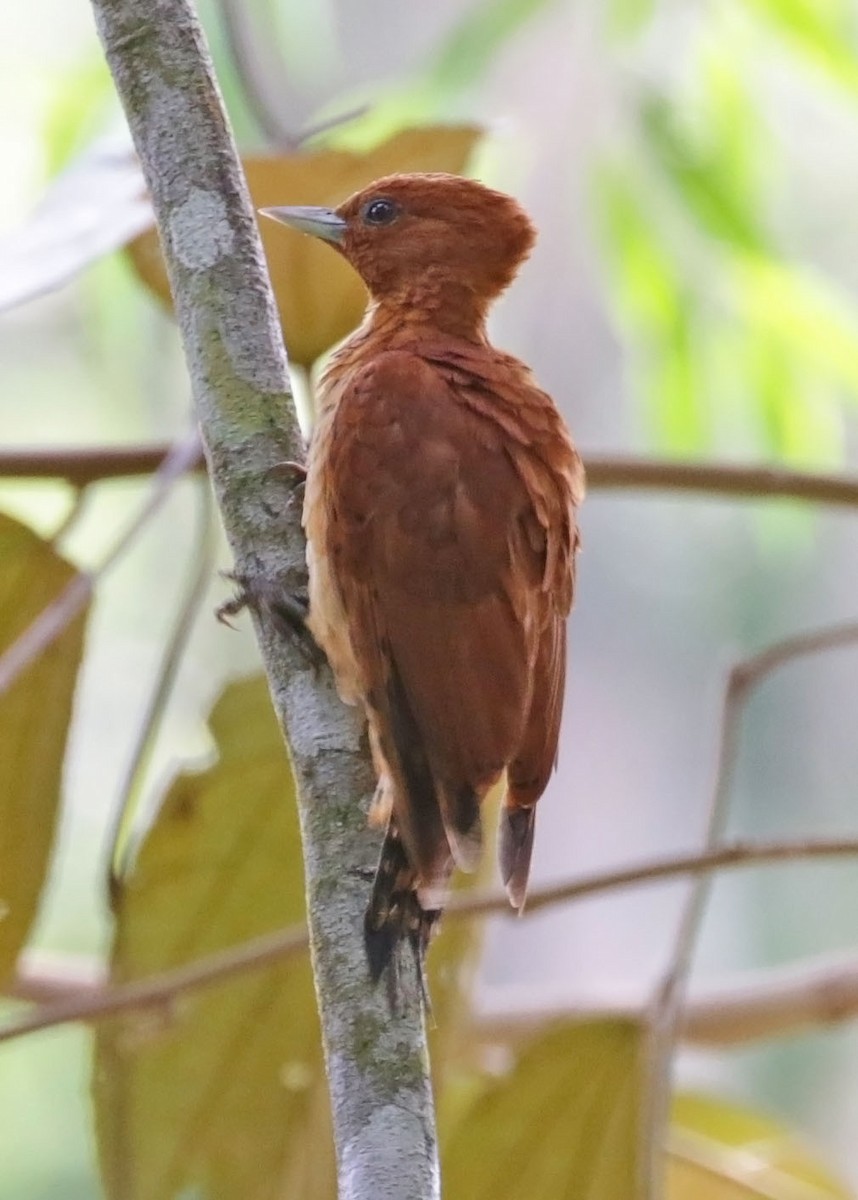Cinnamon Woodpecker - ML615069958