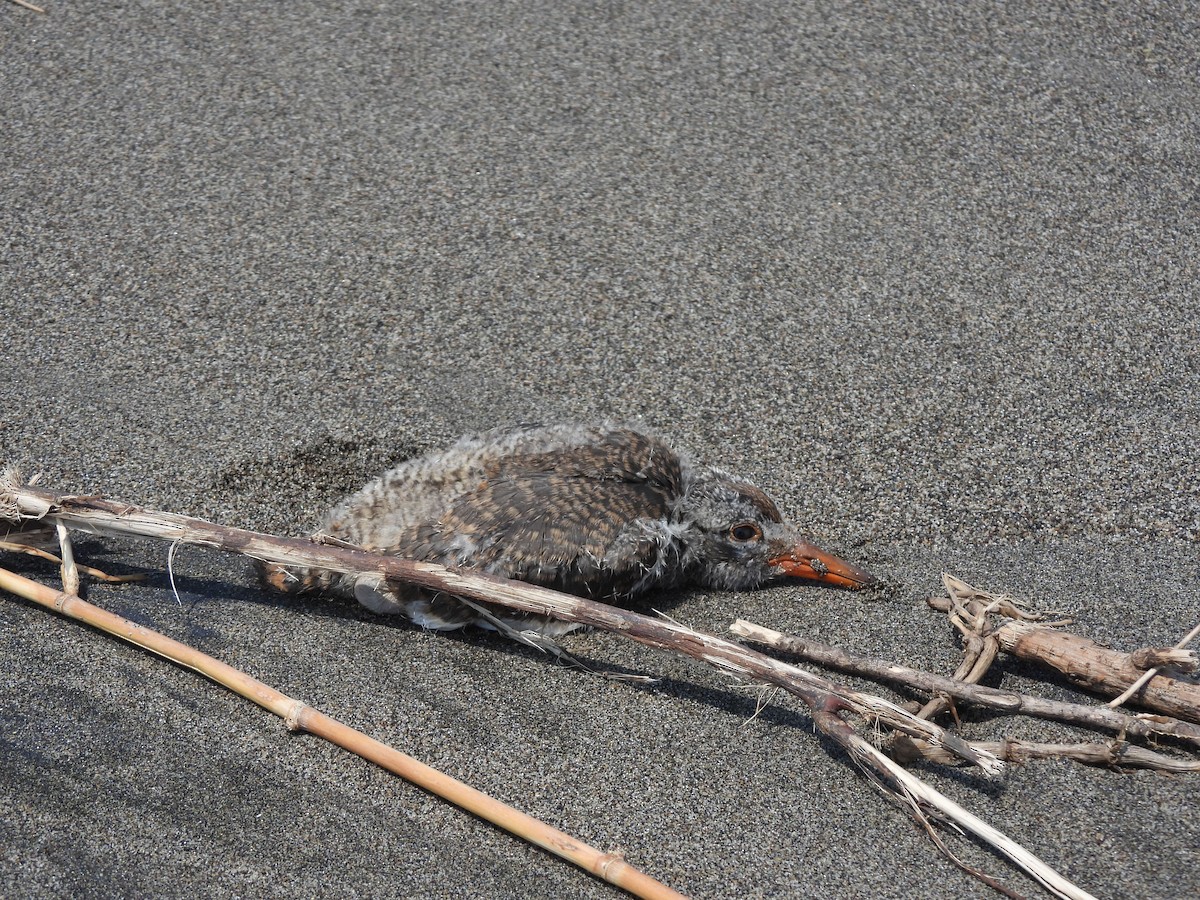 American Oystercatcher - ML615069959