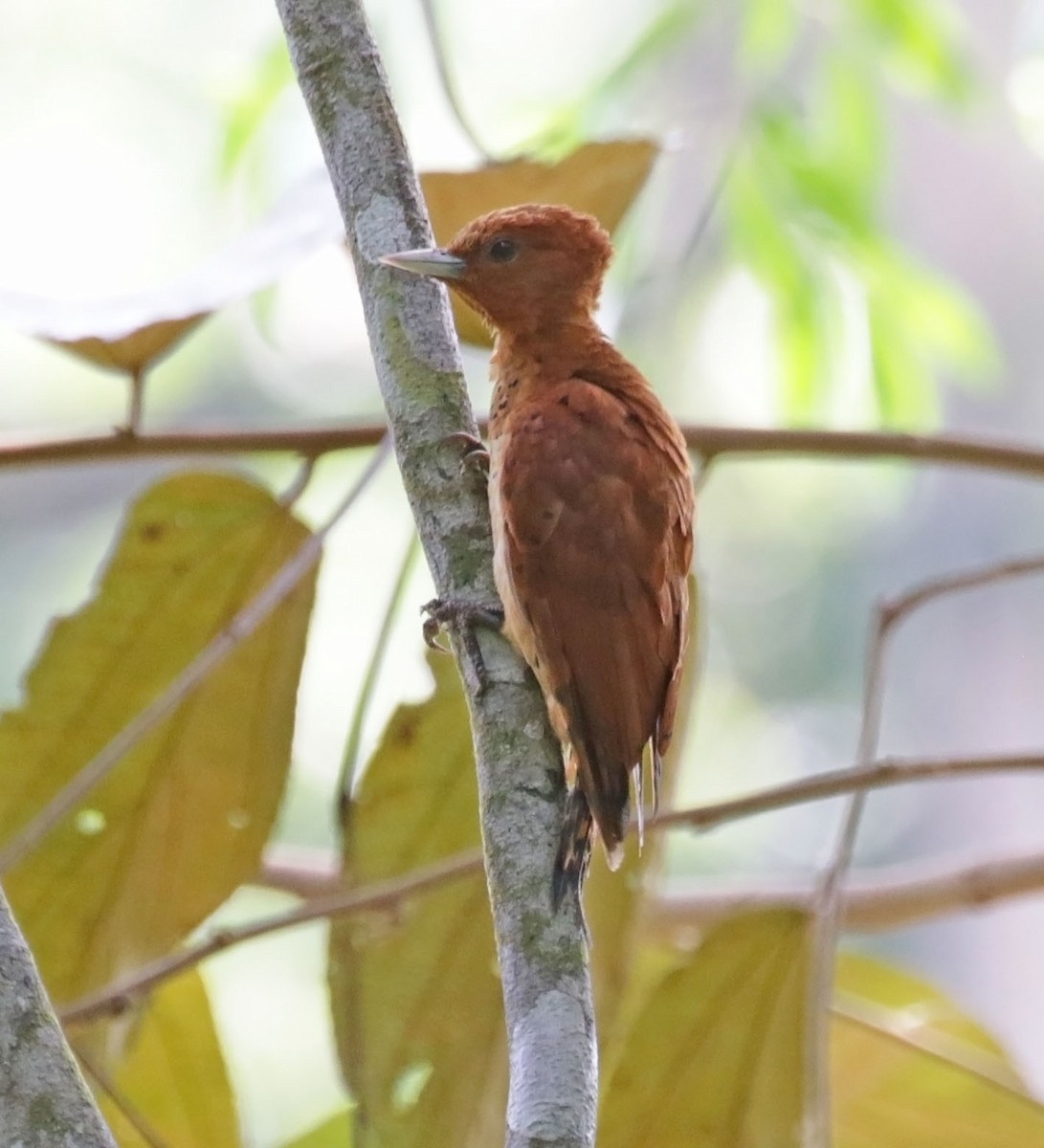 Cinnamon Woodpecker - ML615069968