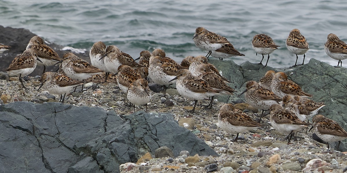 Western Sandpiper - Julie Laity