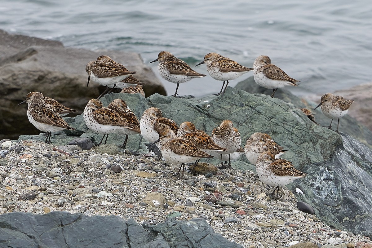 Western Sandpiper - Julie Laity