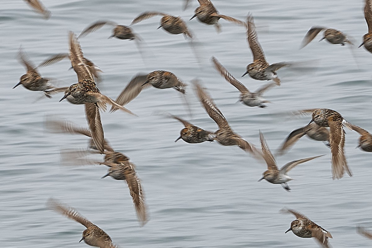 Western Sandpiper - Julie Laity