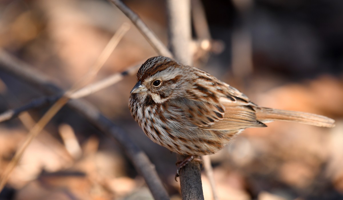 Song Sparrow - ML615069998