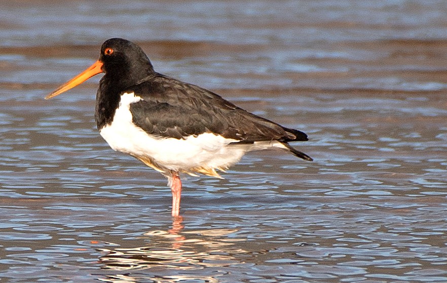 South Island Oystercatcher - ML615070029