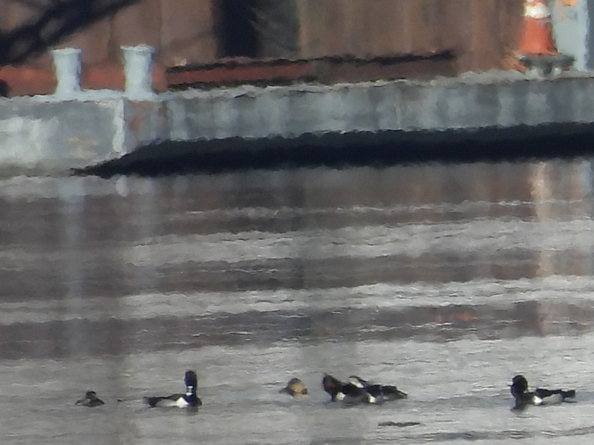 Ring-necked Duck - ML615070041