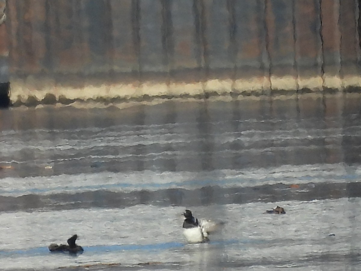 Ring-necked Duck - ML615070045