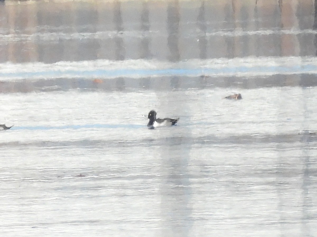 Ring-necked Duck - E White