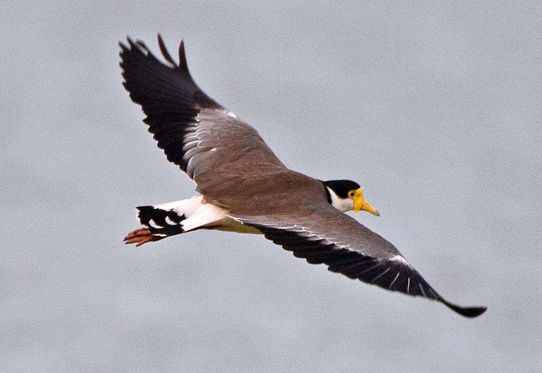 Masked Lapwing - ML615070063