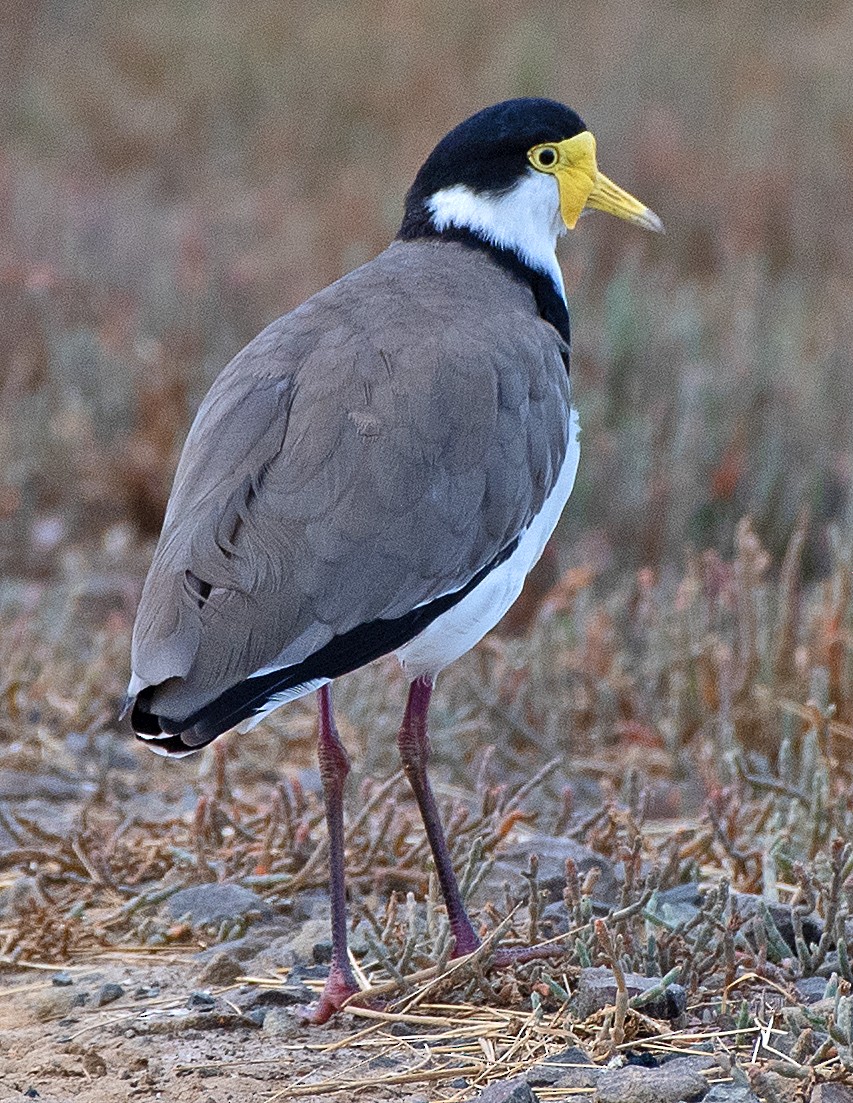 Masked Lapwing - Kenneth Butler