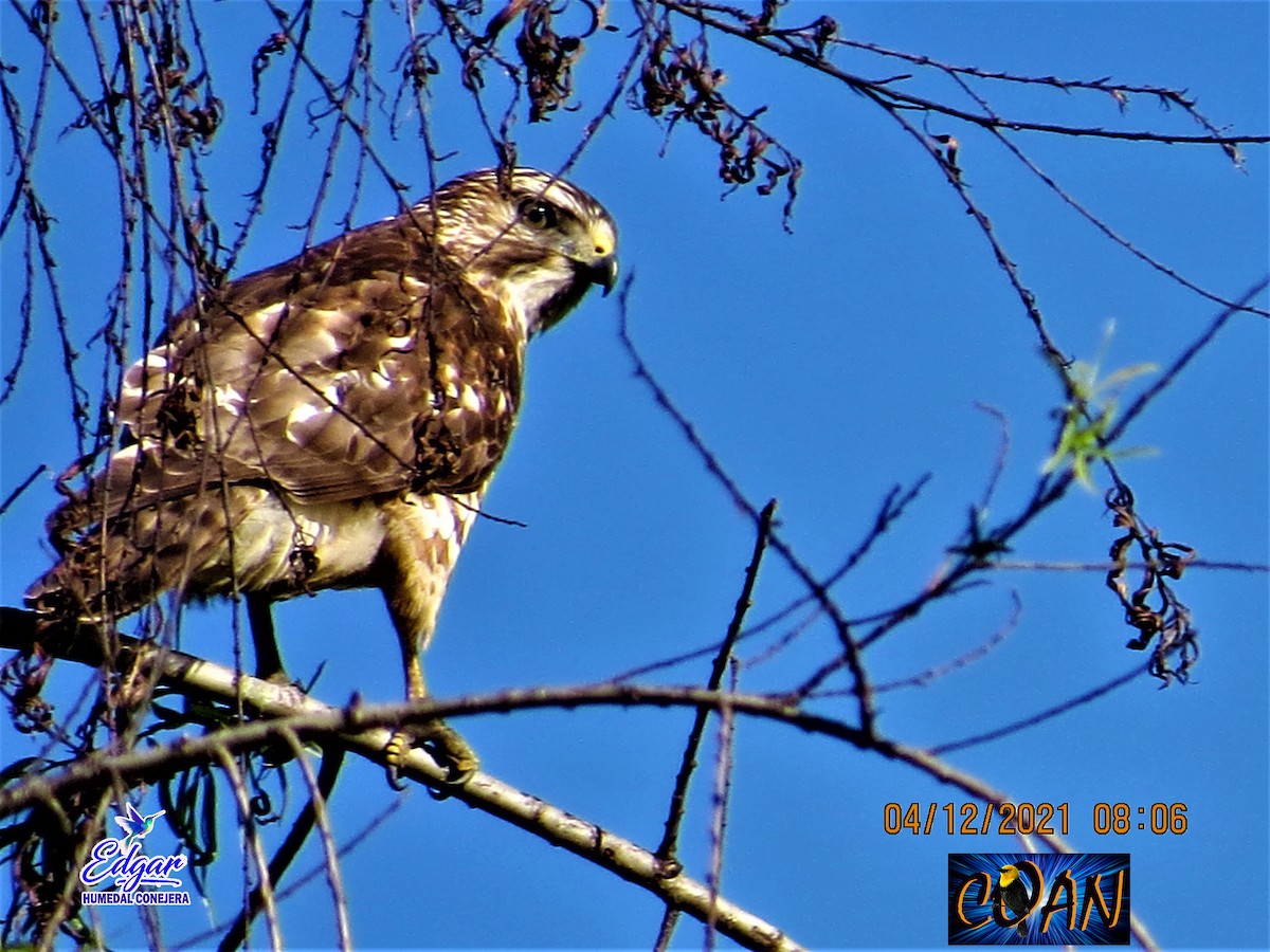 Broad-winged Hawk - ML615070135