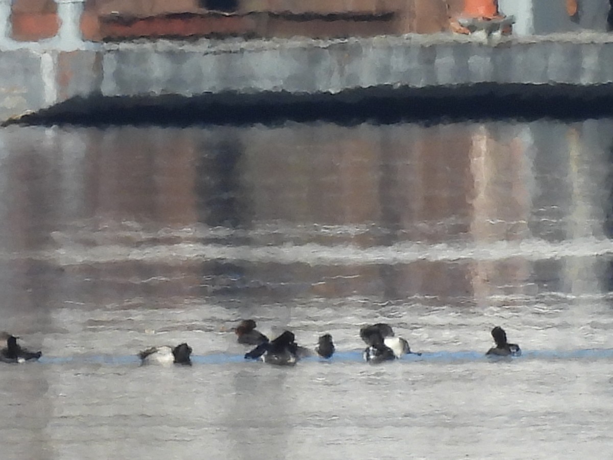 Lesser Scaup - ML615070144