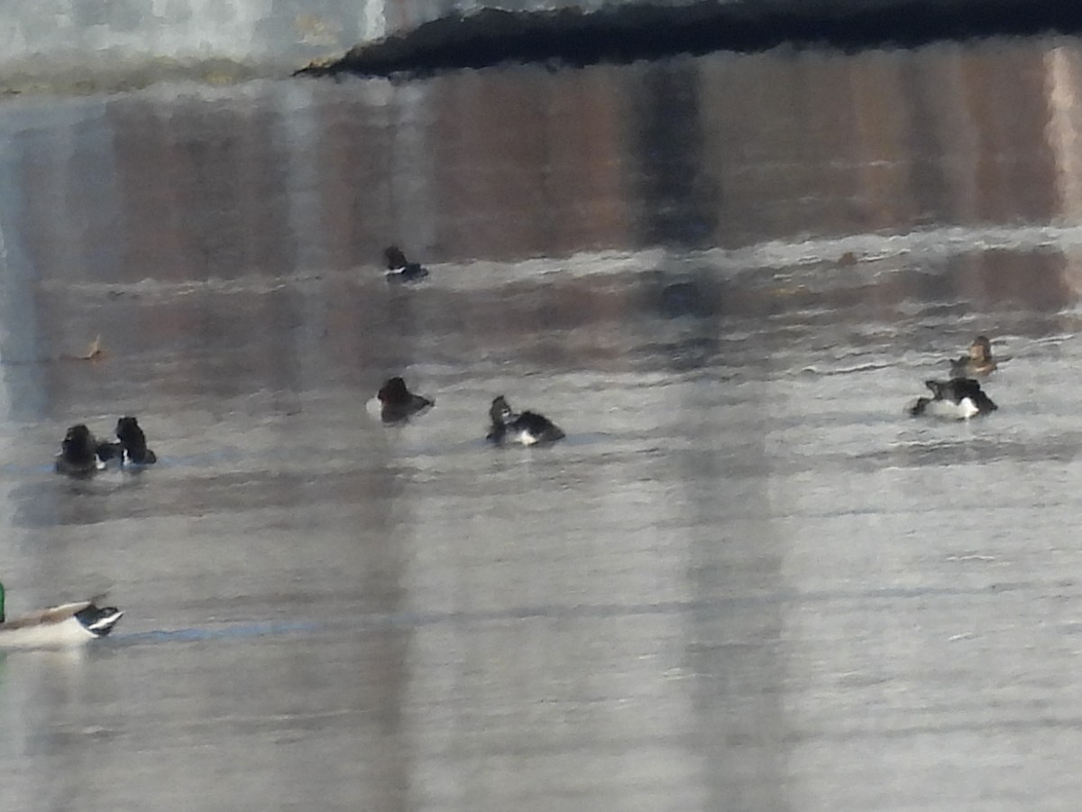 Ring-necked Duck - E White